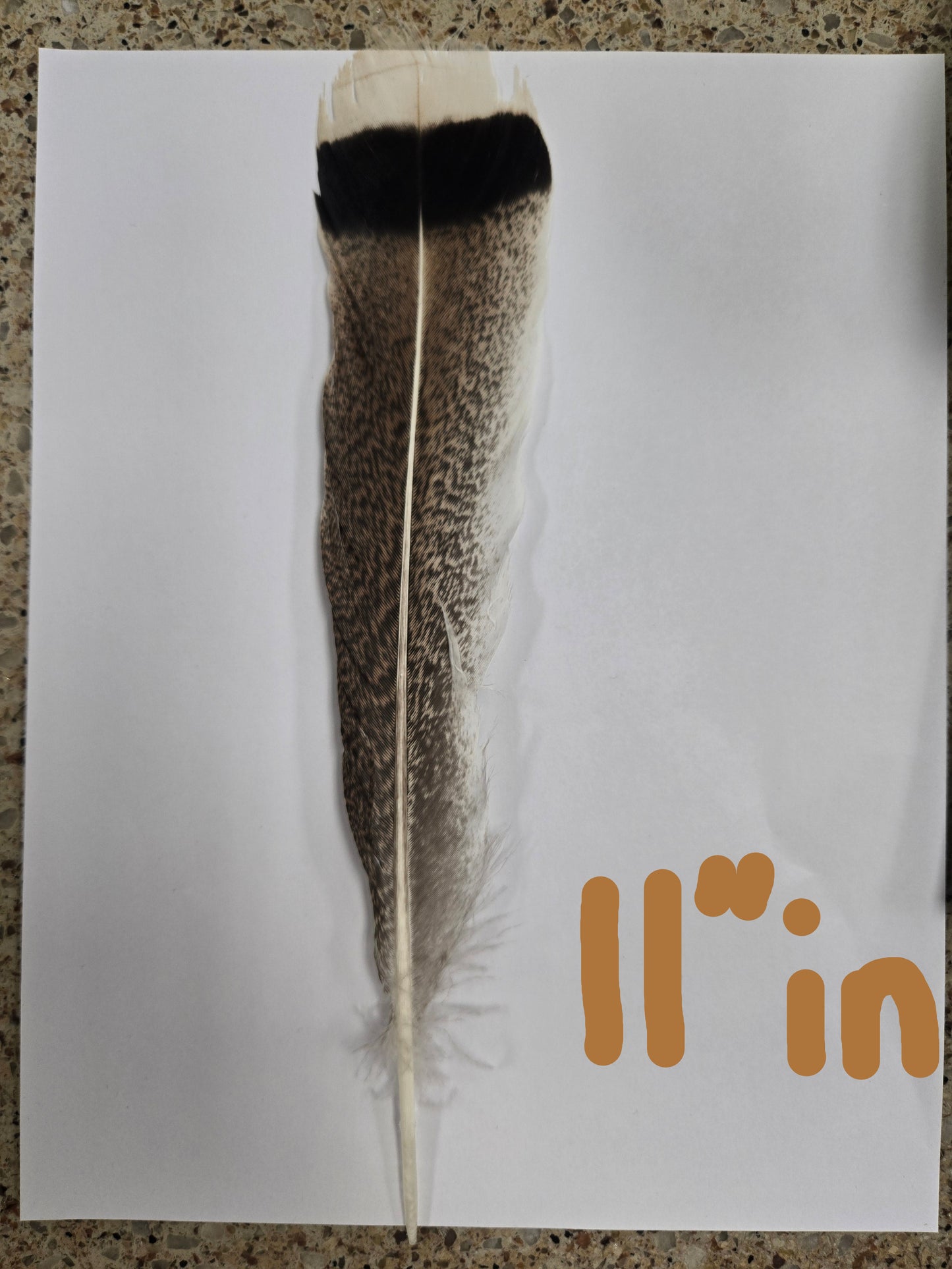 Feathers/Plumas One Piece