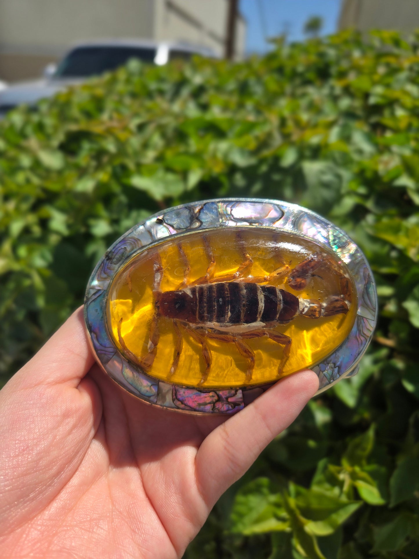 Real Scorpion Buckle