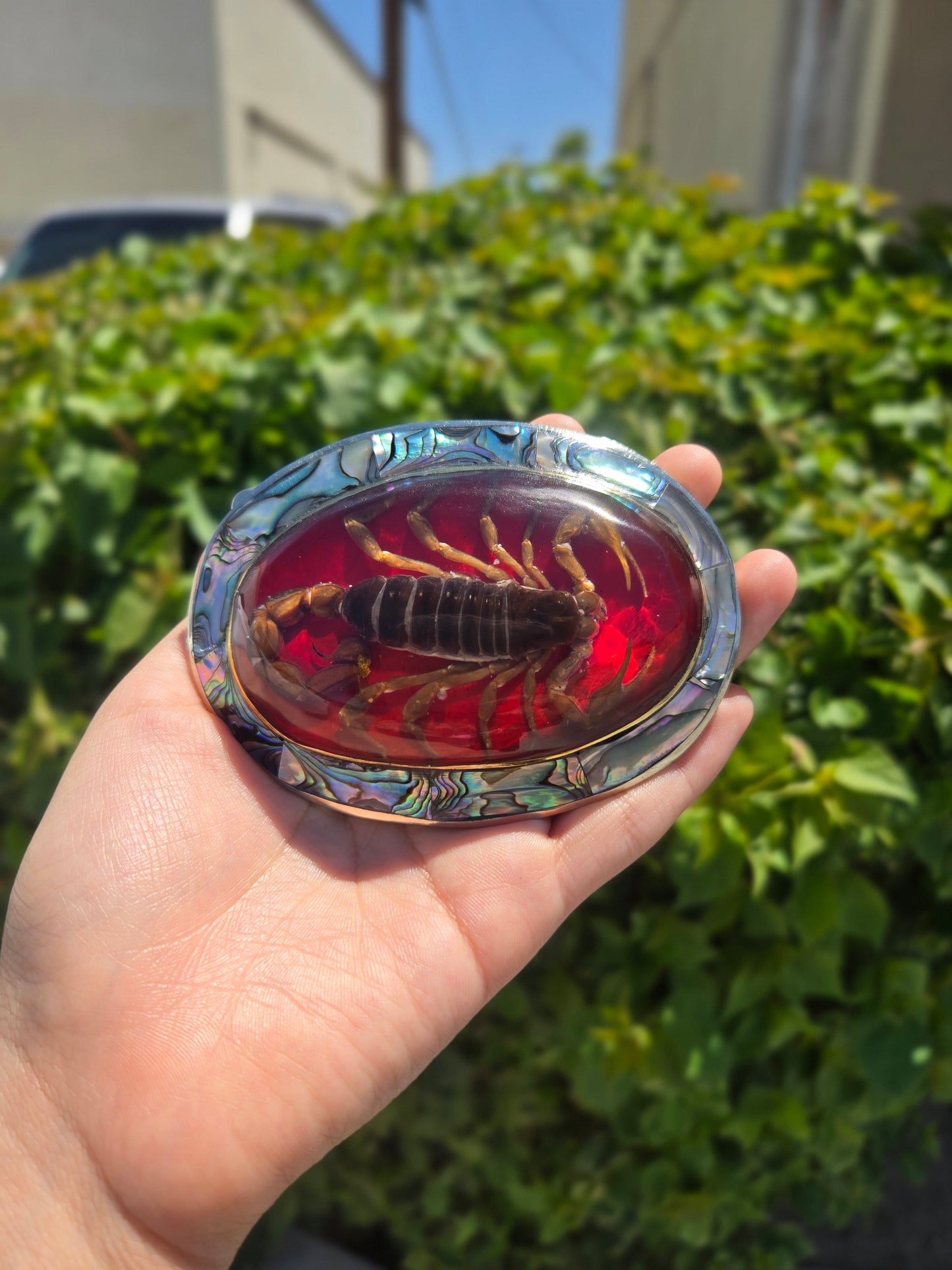 Real Scorpion Buckle