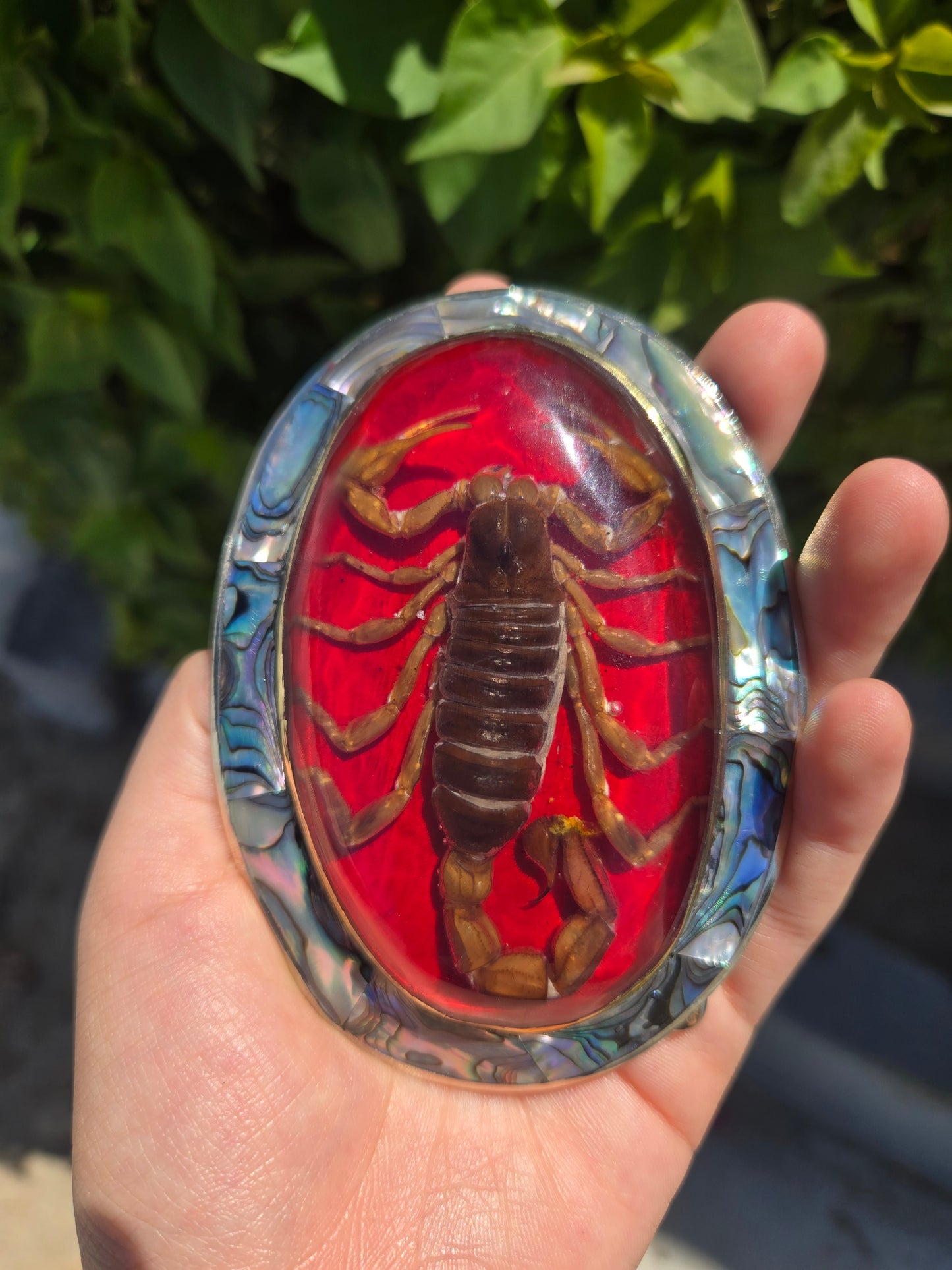 Real Scorpion Buckle