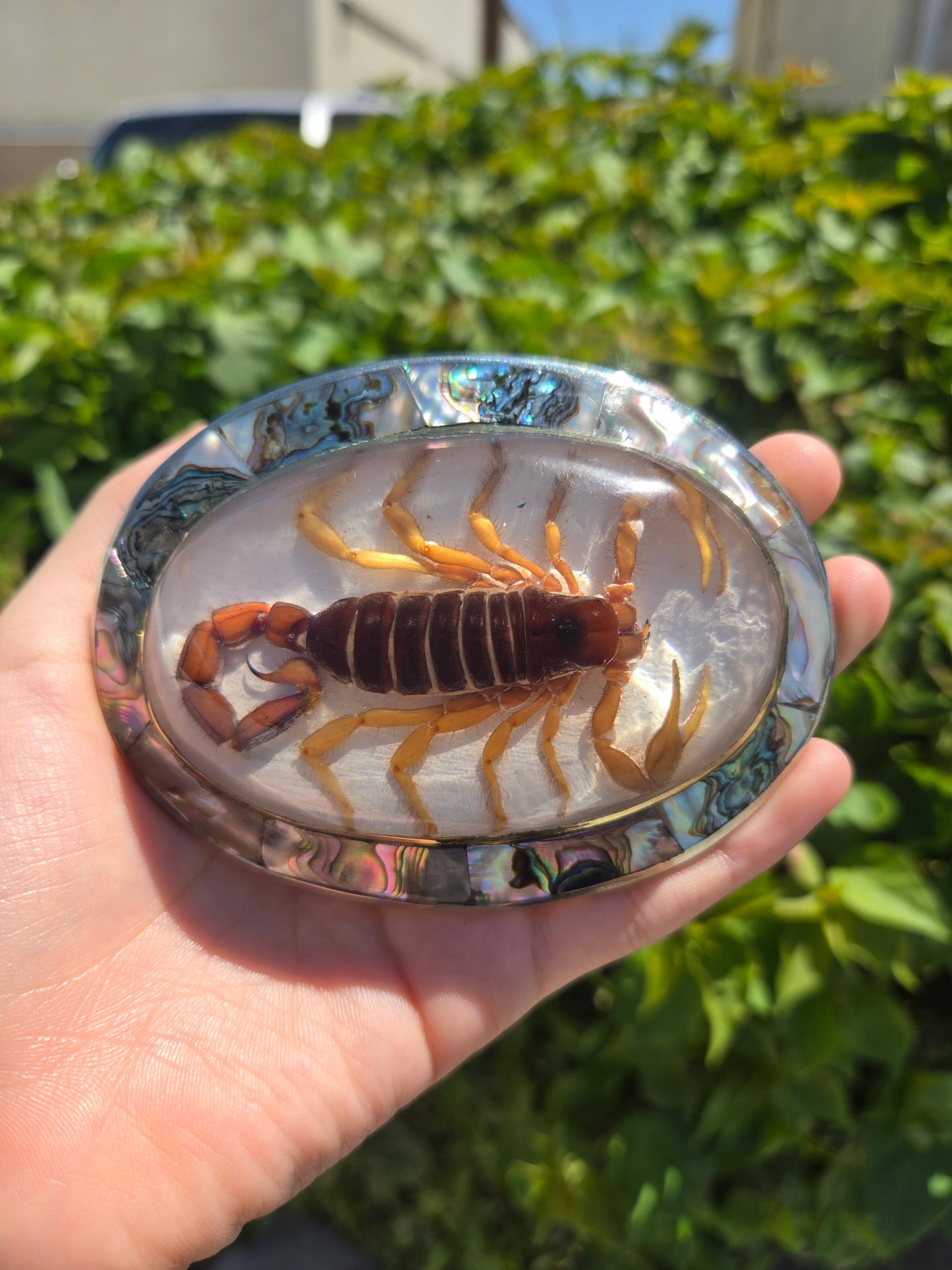 Real Scorpion Buckle