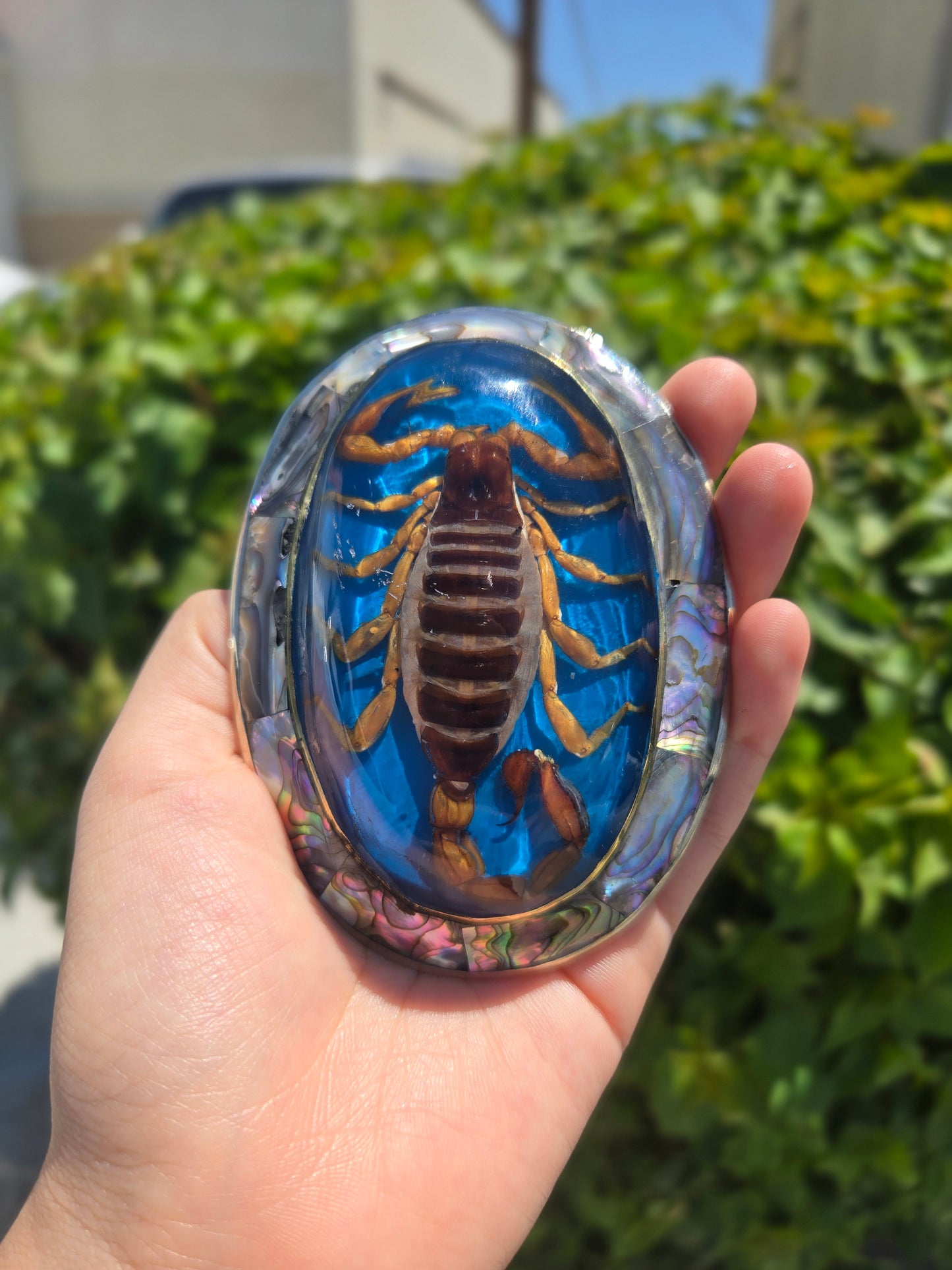 Real Scorpion Buckle