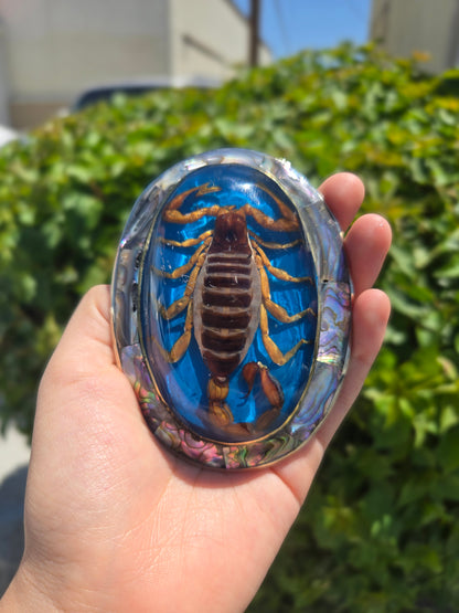 Real Scorpion Buckle