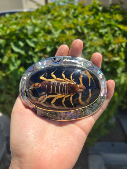 Real Scorpion Buckle