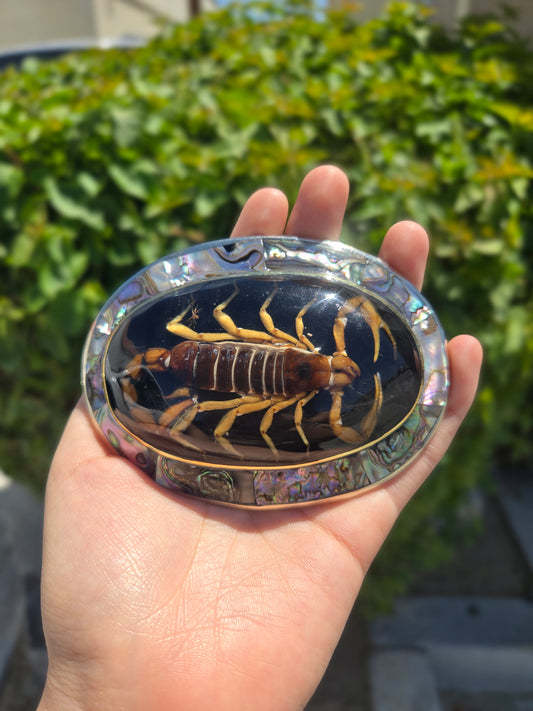 Real Scorpion Buckle